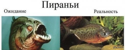 Хрен знает, но проверять миролюбие пираний, как то не хочется.