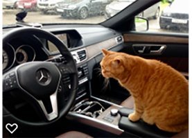 Коты, которые в прошлой жизни были таксистами