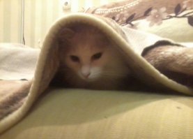 Мой Миша.Под покрывалом прячется.