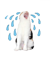 Да что уж там "пробило"! Просто навзрыд!