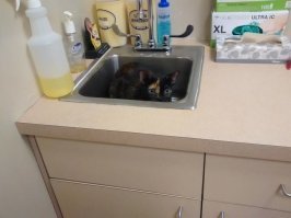 первый пункт и сразу ошибка. это кошка, а не кот.
1. Этот парень, который надеется на то, что ты не включишь воду