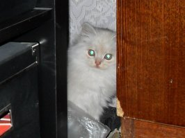 Мой прячется (по мере взросления всё хитрее и хитрее )))