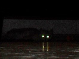 Мой прячется (по мере взросления всё хитрее и хитрее )))