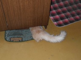 Мой прячется (по мере взросления всё хитрее и хитрее )))