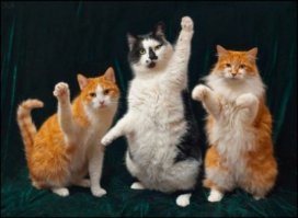 Кот он и в Африке кот! За кота плюс!
