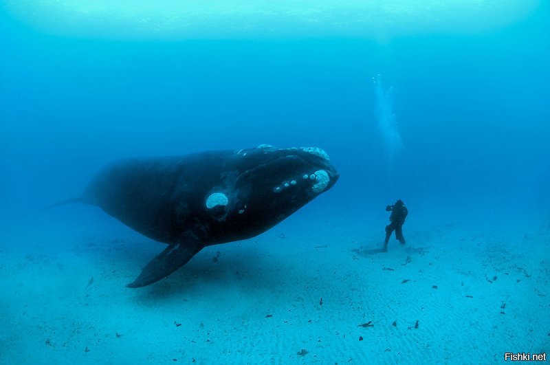 Киты - они, конечно, большие. Но не на столько же!
Откуда в ките может быть полтора миллиона человек?