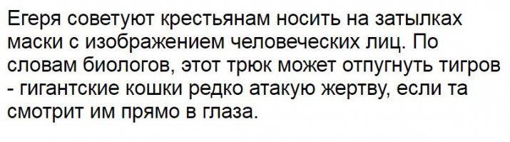 Тигр устроил охоту на посетителя зоопарка