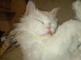 Я вот этого товарища однажды потеряла,он сидел отвернувших к белой стене)))