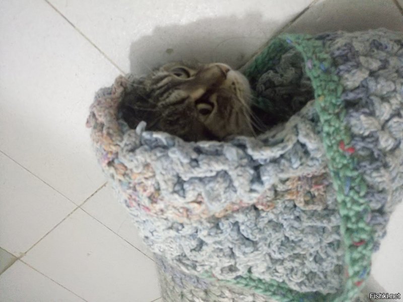 Моя кошка прячется в коврик в ванной))