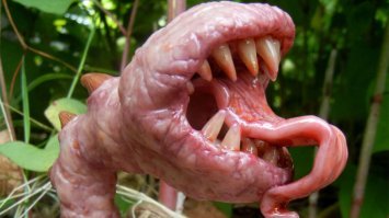 "....Но еще никто ни разу в отзывах не показал, что же выросло?.." (с)

Как же не знает....