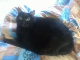 Моя Маша.На улице подобрал.:)