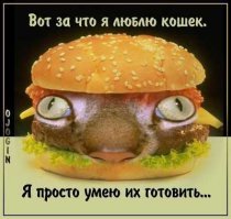 Целый город кормили пирожками с котятами