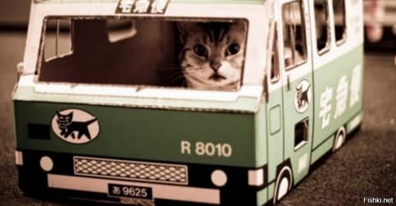 Коты, которые в прошлой жизни были таксистами