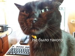 50 дней жизни котенка за 5 минут 