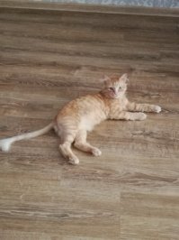 Их найдет даже младенец. 16 котиков, вообще не секущих фишку в игре в прятки