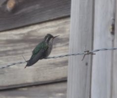 Колибри на колючей проволоке. Вест Энд, Роатан, Гондурас.