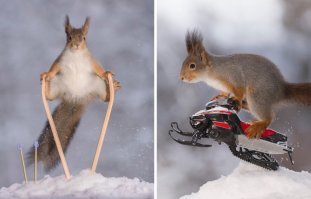 Короч валить белке с Аляски надо. в Канаду например.