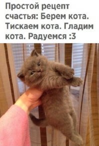 Профессиональный котограф: "Кошки умеют улыбаться"
