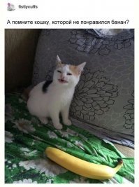 Профессиональный котограф: "Кошки умеют улыбаться"