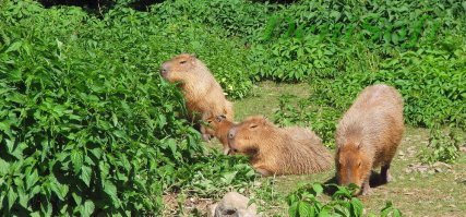 Ролевая модель: 18 капибар, с которых вам срочно надо брать пример