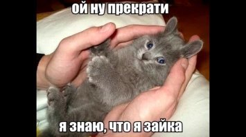 Профессиональный котограф: "Кошки умеют улыбаться"