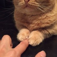 Профессиональный котограф: "Кошки умеют улыбаться"