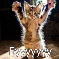 Профессиональный котограф: "Кошки умеют улыбаться"