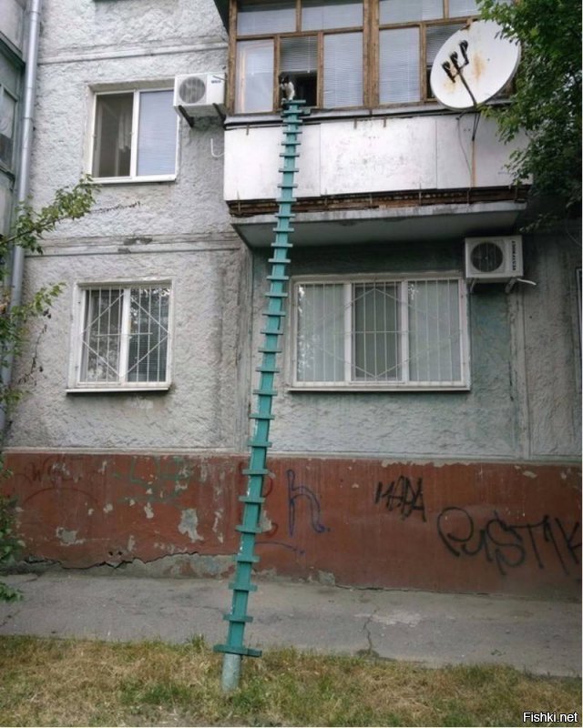 В Воронеже соорудили отдельный вход для кота в многоэтажку