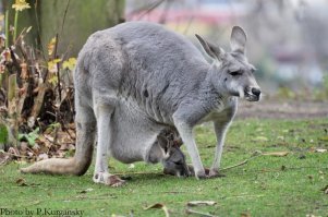 Одна из прогулок по Пражскому зоопарку:)