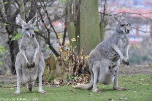 Одна из прогулок по Пражскому зоопарку:)