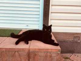 Два года назад сама котёнком прибежала на дачу, в конце сезона, на котейке был ошейник противоблошиный, но тем не менее кошка кличку дали Багира совсем не ручная. так и осталась в загородном доме, там постоянно проживают родители супруги. Кошка настолько уличная что диву даёшся какая может быть ласковая, но при этом хулиганка та ещё. Крысоловка прирождённая!