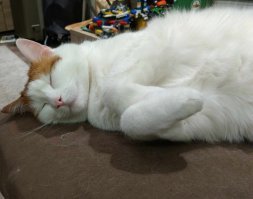 Профессиональный котограф: "Кошки умеют улыбаться"