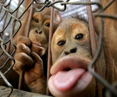 - ты видишь дебила в белом халате и в очках?
сейчас я нажму красную кнопку, и он принесет нам банан