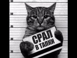 15 фото знаменитостей, сделанных в полицейском участке