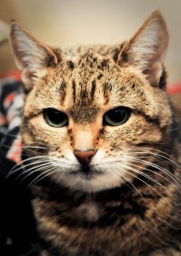 Марфуша прожила 21 год.Ела вискас и у врача были пару раз.