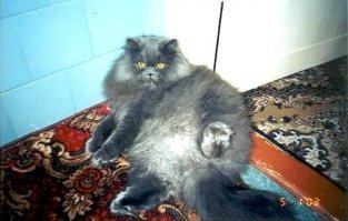 Мой перс-экстремал Мишка. Родился у меня дома, был оставлен из четырёх котят за самый ласковый характер. Прожил 16 лет, за эти годы столько шерсти с него начесал, что можно было навязать тёплых вещей на маленькую сибирскую деревню...))