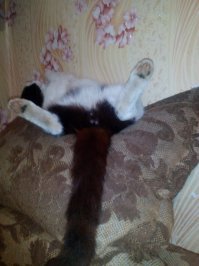 Мой тоже умеет ...