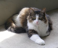 Дочка подарила маленьким котенком. Пятнадцать лет прожила. Они уходят, словно уходит член семьи. И скучаем по ним, как по людям. Всё понимала. И кто скажет, что это взгляд не человеческий?...