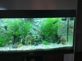 У нас дома есть , я запарился бегать за мухами и всякой фигней , вот купил сыну эту гадость .  Плюс у нас еще 2 аквариума дома и этот бред меня начал уже напрягать , все все хотят а убирать за ними не кто не хочет .