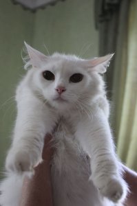 А вы знали какова средняя продолжительность жизни кошек в домашних условиях?