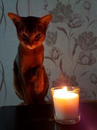 Ну, как без кота...