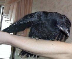 Мои.2008.Подобрал двоих,когда после сильного ветра они выпали из гнезда и дворовые п"здёныши закидывали их камнями.Сопляков разогнал к х"ям,воронят забрал,благо уже не совсем мелкие.Потом улетели,где-то недели через три что-ли...