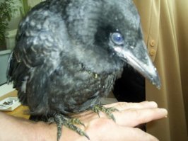 Мои.2008.Подобрал двоих,когда после сильного ветра они выпали из гнезда и дворовые п"здёныши закидывали их камнями.Сопляков разогнал к х"ям,воронят забрал,благо уже не совсем мелкие.Потом улетели,где-то недели через три что-ли...