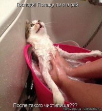 Видео с котом, который кричит «гол», набрало тысячи просмотров