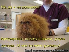 Видео с котом, который кричит «гол», набрало тысячи просмотров