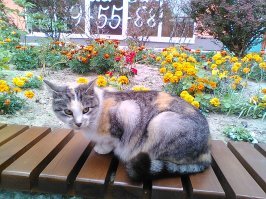 Вот наша кошка Лиза. Не домашняя. Живёт на рынке. Точно возраст никто не знает, но значительно больше 10 лет. Пришла сегодня поздоровалась со мной, чуть позже видела как охотилась на воробьёв. Весела, активна, всегда полна достоинства и величия.:)