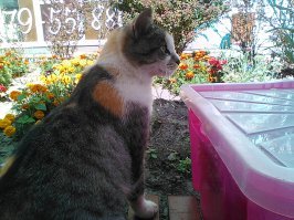 Вот наша кошка Лиза. Не домашняя. Живёт на рынке. Точно возраст никто не знает, но значительно больше 10 лет. Пришла сегодня поздоровалась со мной, чуть позже видела как охотилась на воробьёв. Весела, активна, всегда полна достоинства и величия.:)