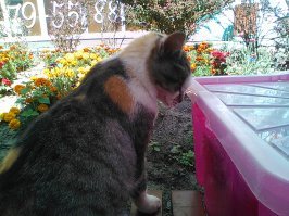 Вот наша кошка Лиза. Не домашняя. Живёт на рынке. Точно возраст никто не знает, но значительно больше 10 лет. Пришла сегодня поздоровалась со мной, чуть позже видела как охотилась на воробьёв. Весела, активна, всегда полна достоинства и величия.:)