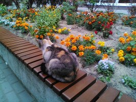 Вот наша кошка Лиза. Не домашняя. Живёт на рынке. Точно возраст никто не знает, но значительно больше 10 лет. Пришла сегодня поздоровалась со мной, чуть позже видела как охотилась на воробьёв. Весела, активна, всегда полна достоинства и величия.:)