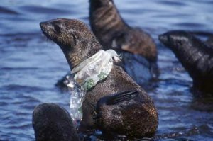 Морские животные делают то же самое, главное всякую пластиковую дрянь за борт не бросать.
Пы.Сы. Минус поставил не я:)
